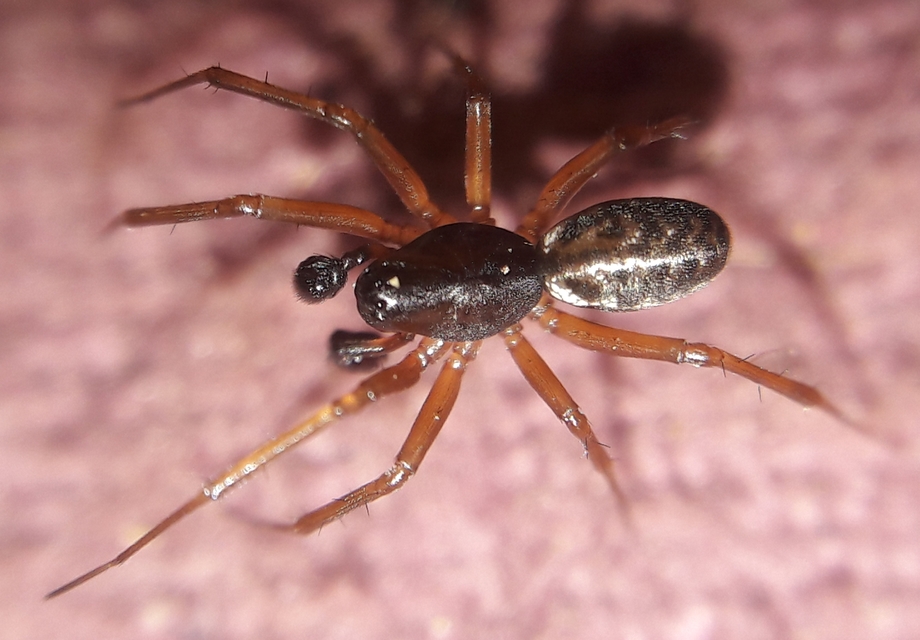 Neriene clathrata - rácsozott vitorlapók