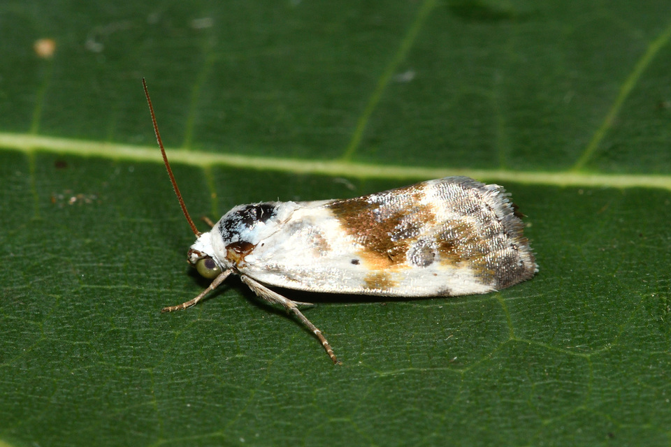 Ponometia candefacta - parlagfűbagoly