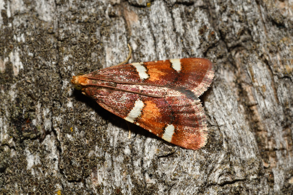 Pyralis regalis - pompás fényilonca