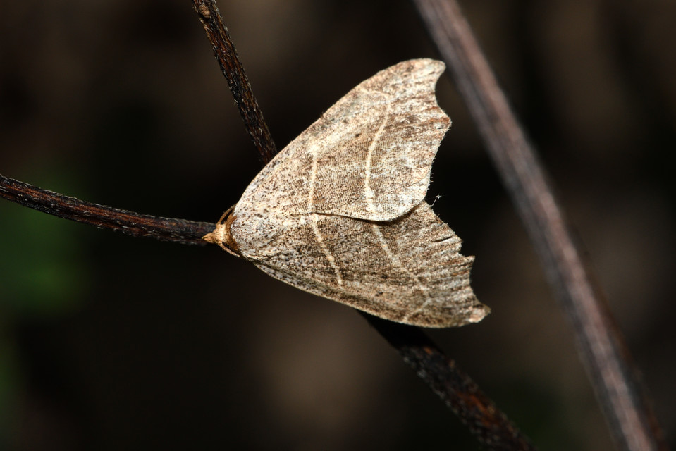Laspeyria flexula - zuzmóbagoly