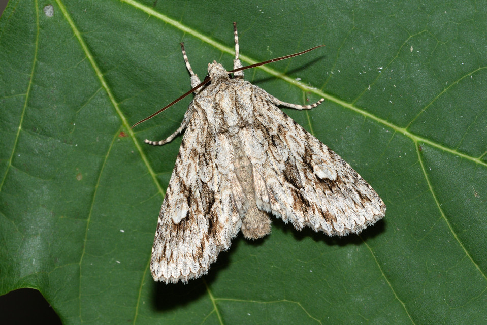 Meganephria bimaculosa - kétfoltos szilbagoly