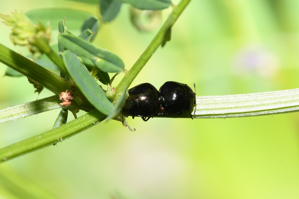 Plataspidae - bödepoloskák Plataspidae - bödepoloskák