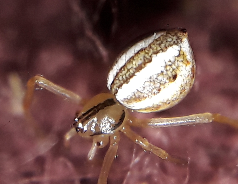 Chrysso nordica
