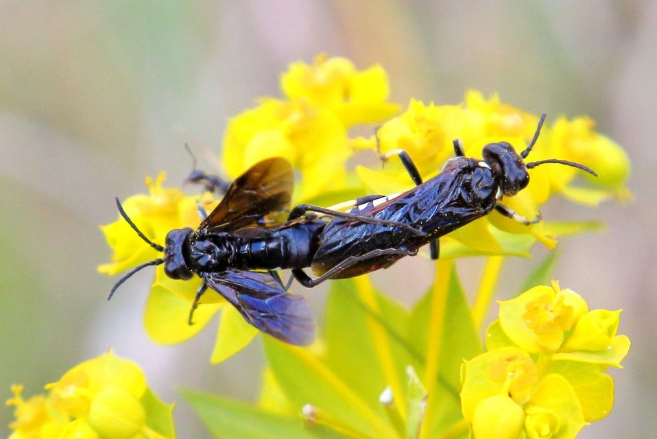 Tenthredinidae - valódi levéldarazsak
