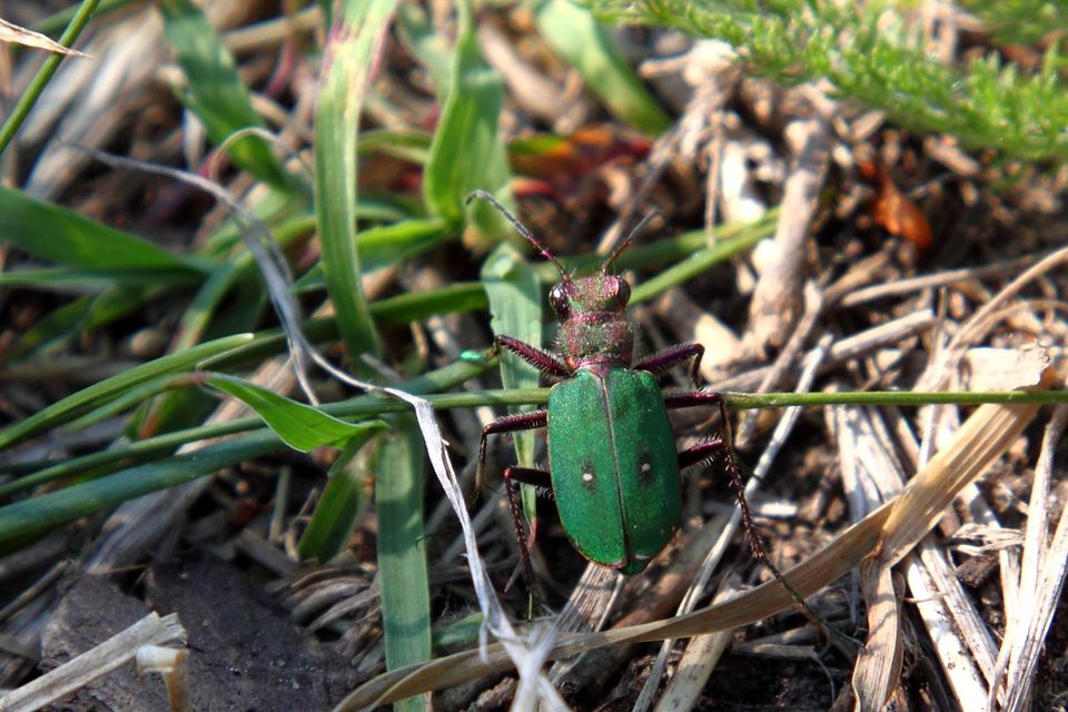 Cicindela campestris - mezei homokfutrinka