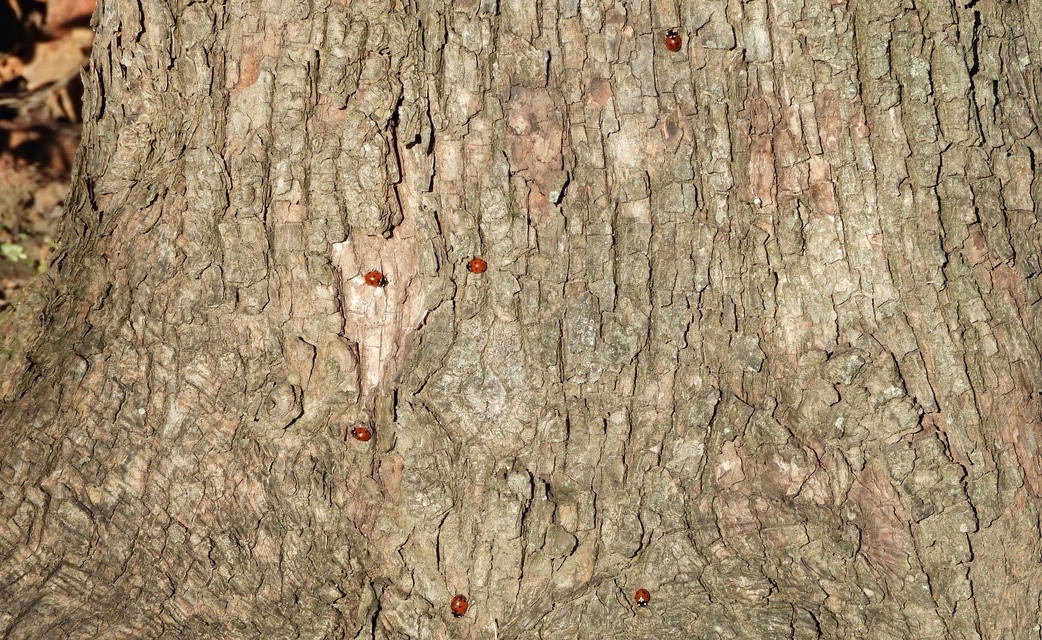 Coccinella septempunctata - hétpettyes katica