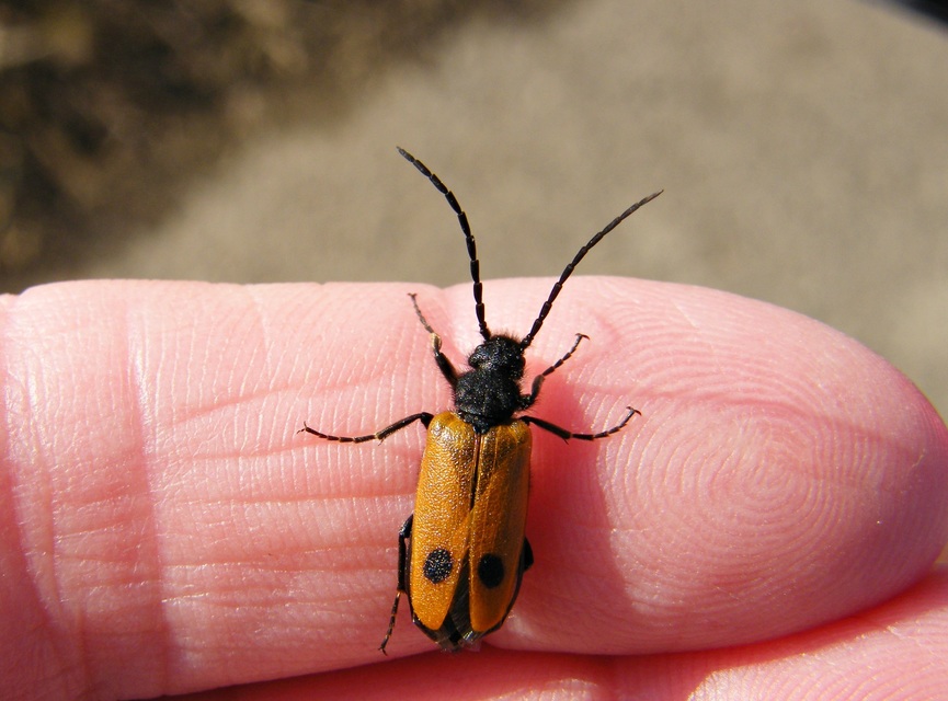Apalus bimaculatus - kétfoltos élősdibogár