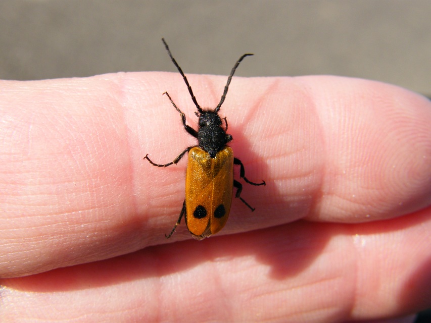 Apalus bimaculatus - kétfoltos élősdibogár