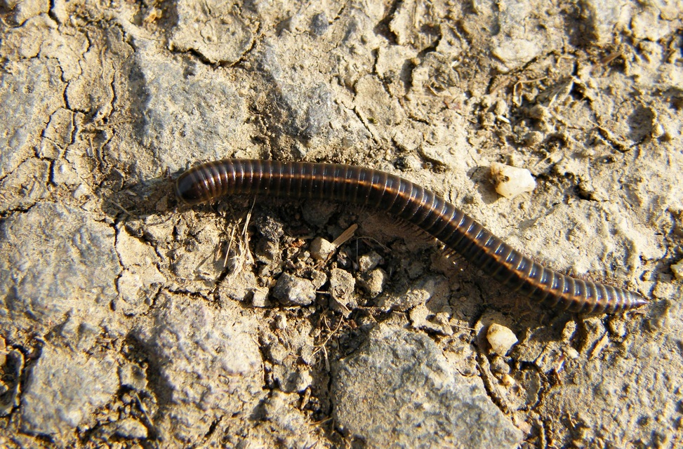 Diplopoda - Ikerszelvényesek