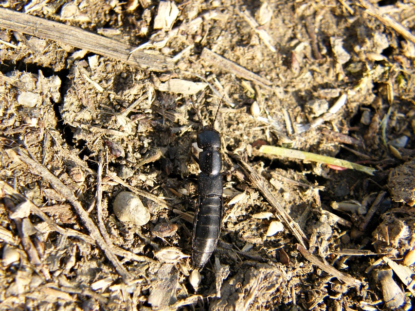 Ocypus nitens - fekete holyva