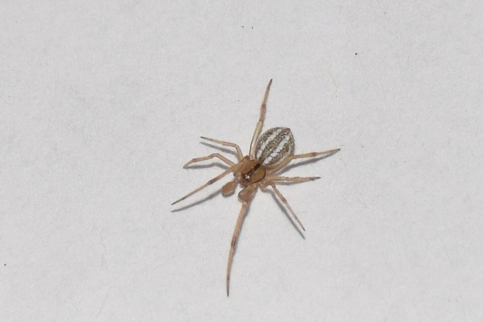 Chrysso nordica