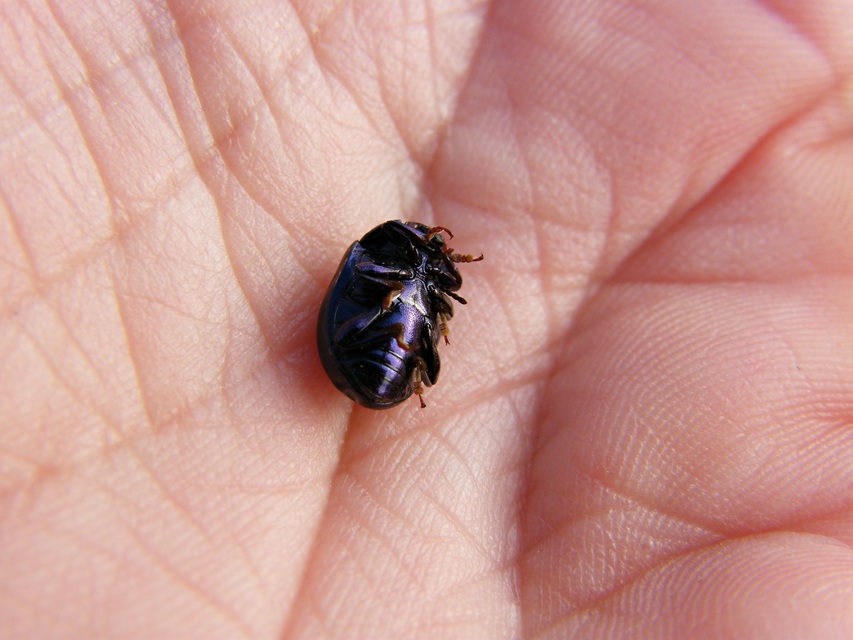 Chrysolina sturmi - vöröslábú levelész