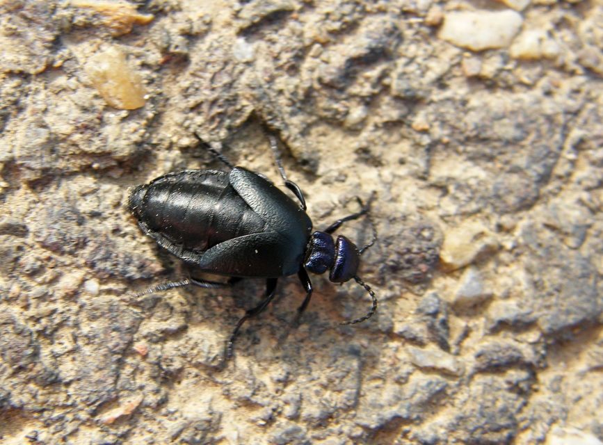 Meloe decorus - csinos nünüke