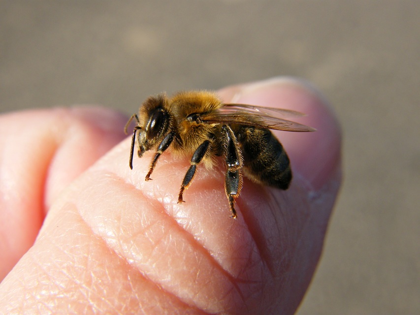 Apis mellifera - háziméh