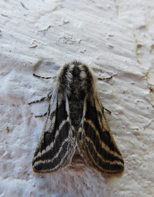 Lycia zonaria - öves tavasziaraszoló