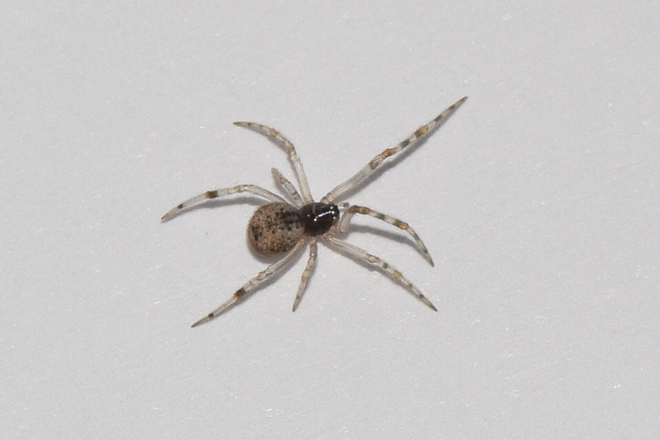 Kochiura aulica