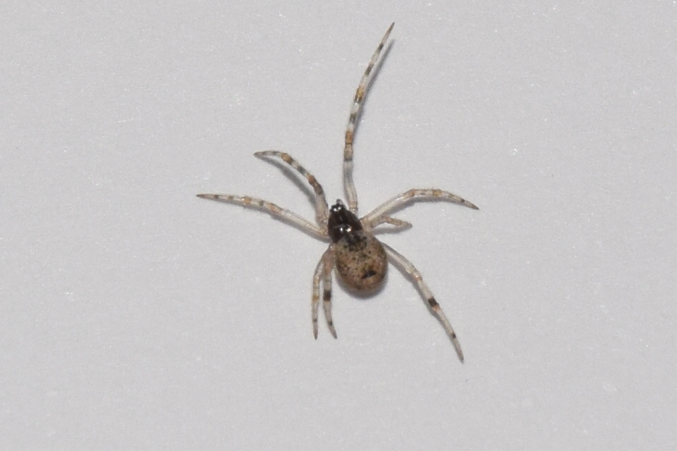 Kochiura aulica
