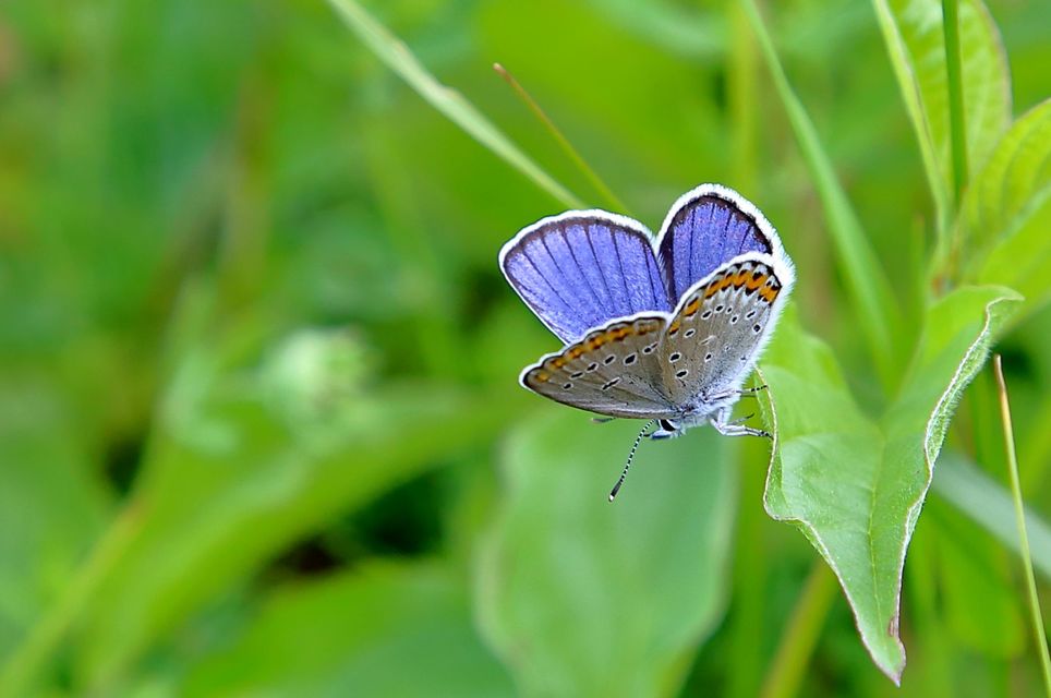 Plebejus argyrognomon - tintakék boglárka