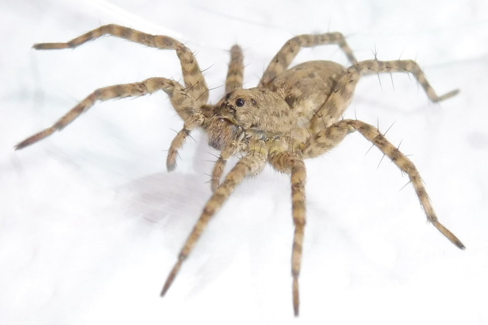 Pardosa nebulosa