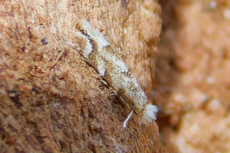 Phyllonorycter