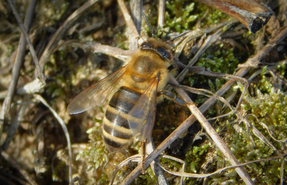Apis mellifera - háziméh