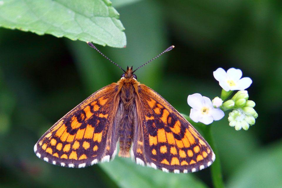 Melitaea athalia/aurelia/britomartis