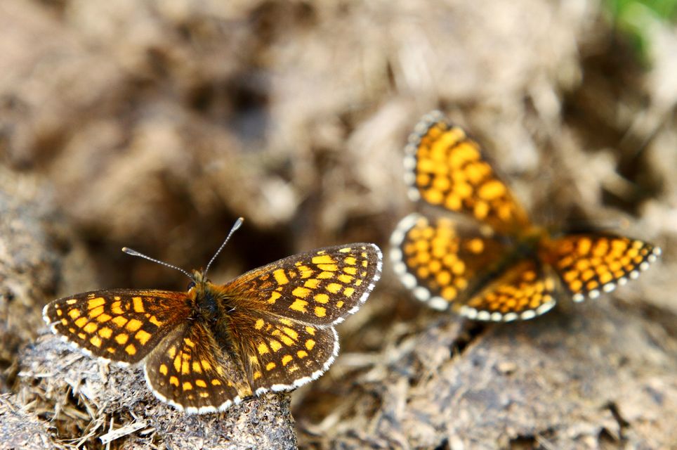 Melitaea athalia/aurelia/britomartis