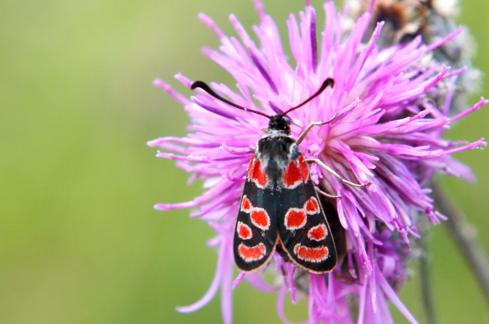 Zygaena carniolica - fehérgyűrűs csüngőlepke