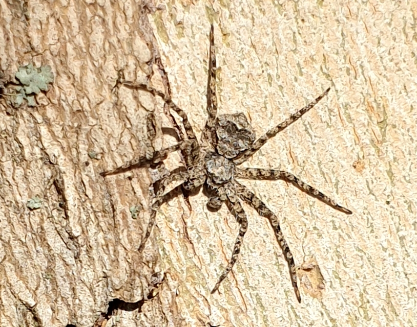 Philodromus poecilus - cifra karolópók