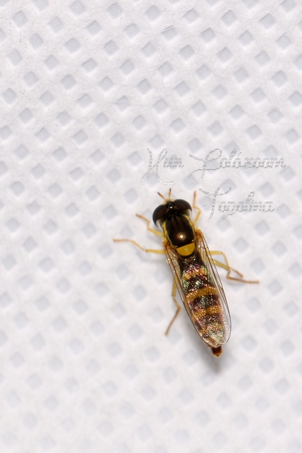 Sphaerophoria
