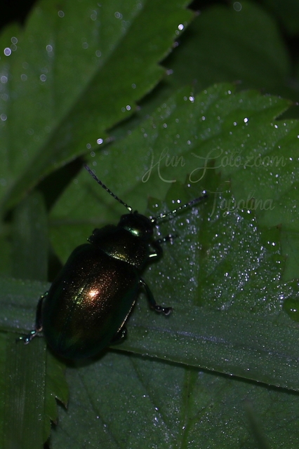 Chrysolina herbacea - zöld mentalevelész