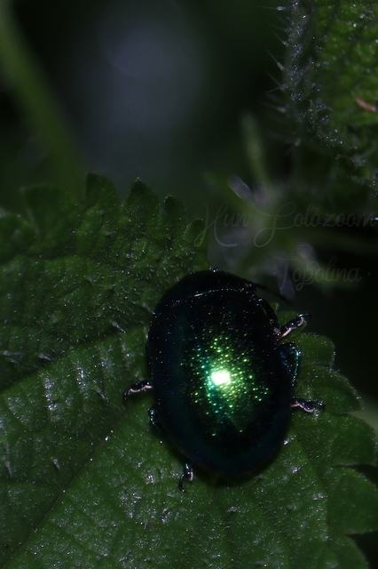 Chrysolina herbacea - zöld mentalevelész