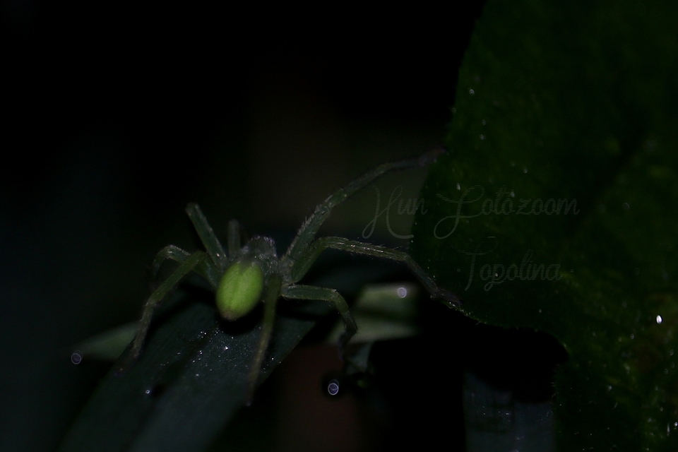 Micrommata virescens - hunyópók