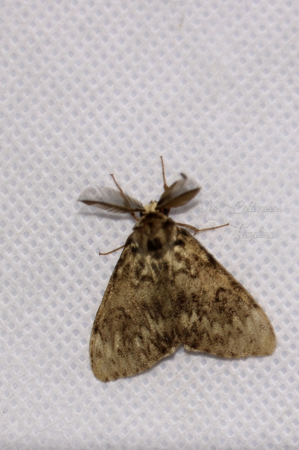 Lymantria monacha - apácalepke