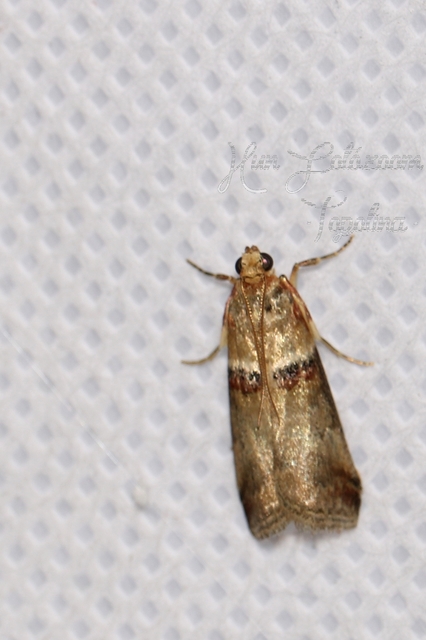 Acrobasis tumidana - bordás karcsúmoly