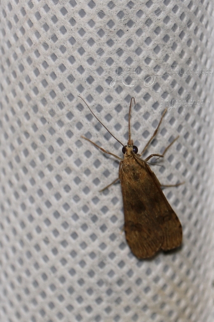Nomophila noctuella - közönséges vándormoly