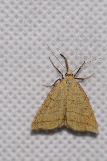 Polypogon tentacularia - sötétaljú karcsúbagoly