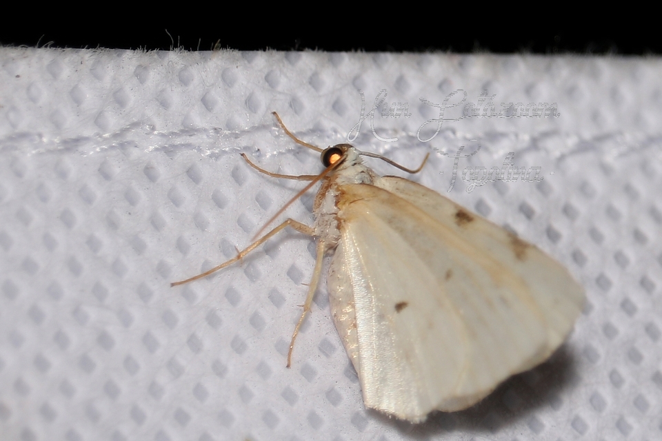 Lomographa bimaculata - kétpontos fehéraraszoló
