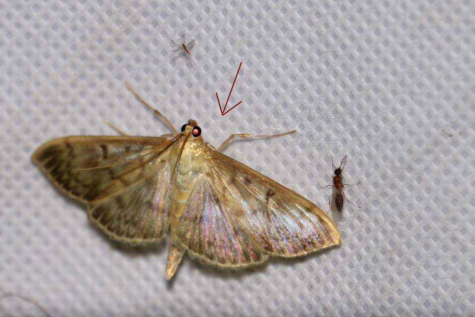 Patania ruralis - csalánevő tűzmoly