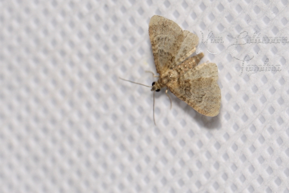 Gymnoscelis rufifasciata - vöröscsíkos törpearaszoló