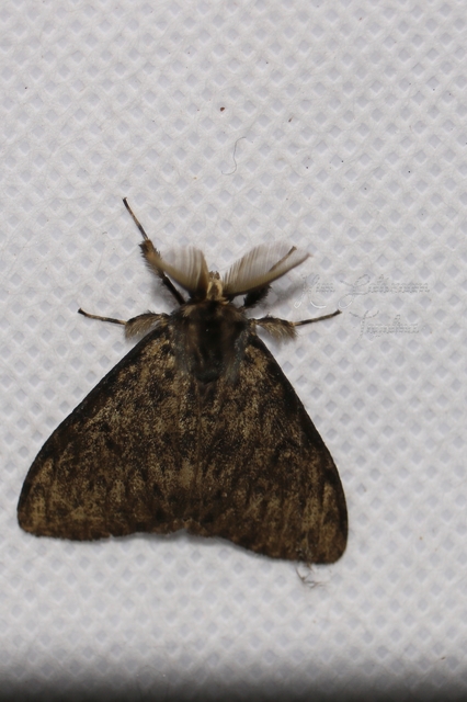 Lymantria dispar - gyapjaslepke
