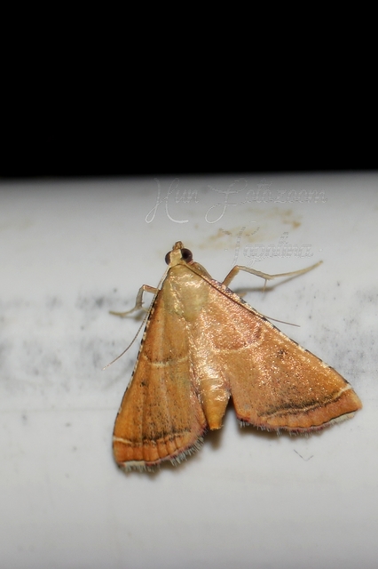 Endotricha flammealis - tüzesszárnyú fényilonca