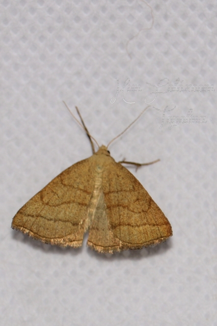 Polypogon tentacularia - sötétaljú karcsúbagoly