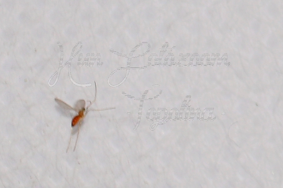 Cecidomyiidae - gubacsszúnyogok
