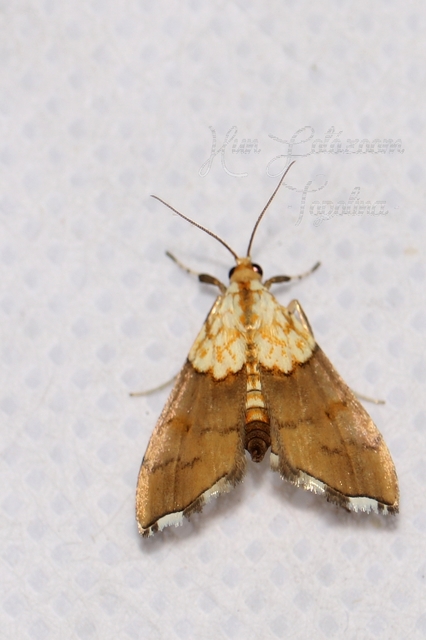 Agrotera nemoralis - ligeti tűzmoly
