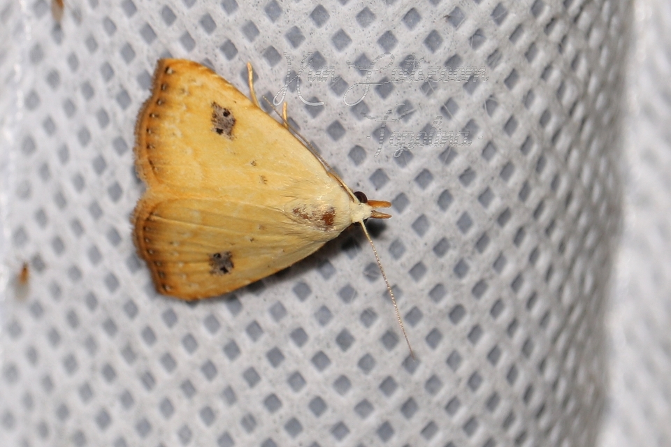 Rivula sericealis - selymes lórombagoly