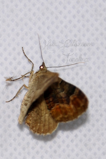 Xanthorhoe quadrifasiata - négysávos tarkaaraszoló