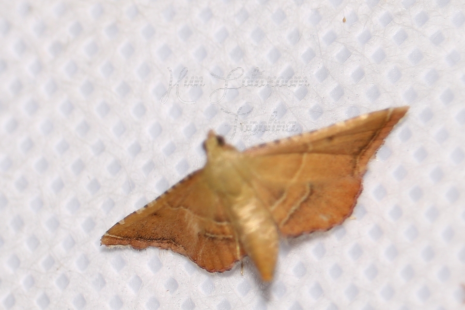 Endotricha flammealis - tüzesszárnyú fényilonca