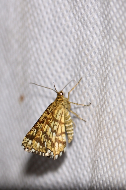Chiasmia clathrata - rácsos rétiaraszoló