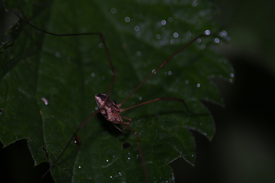 Mitopus morio